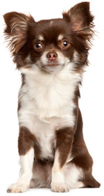 Small dog sitting looking cute